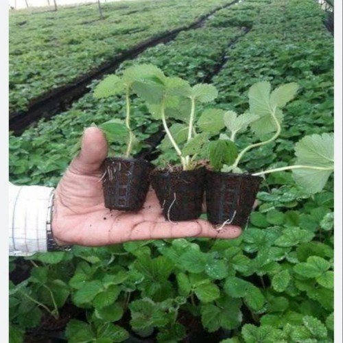 Strawberry Tissue Culture Plant